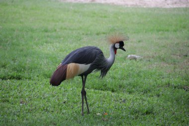 Siyah Taçlı Turna Kuşu, Balearica köşkü, yeşil bahçede.