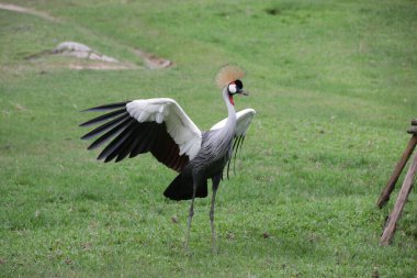 Siyah Taçlı Turna Kuşu, Balearica köşkü, yeşil bahçede.