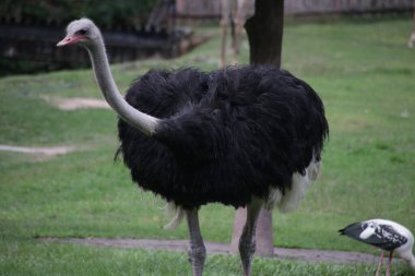 Erkek devekuşunu kapat (Struth io camelus). 