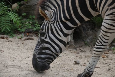 Zebra 'yı avluda kapatın.
