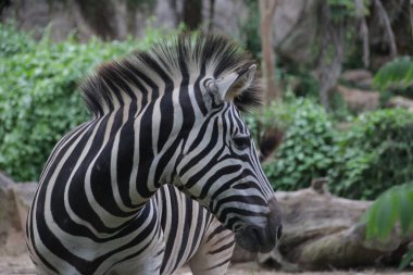 Zebra 'nın Yüzünü Kapat