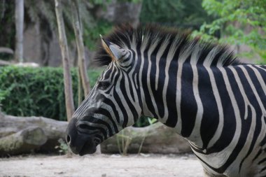 Zebra 'nın Yüzünü Kapat