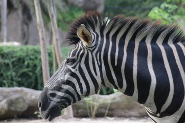 Zebra 'nın Yüzünü Kapat