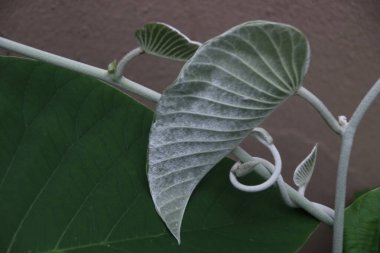 Argyreia nervosa (Burm. F) Bojer. AİLE KONVOLVULACEA