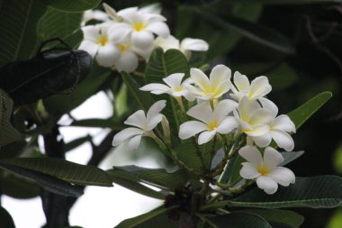 Kapatın Çiçek açan Frangipani Çiçeklerini Yazın