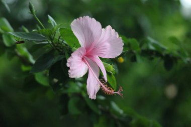 Baharda çiçek açan Hibiscus Çiçeği