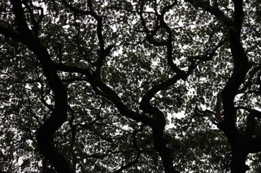 Güneyli canlı bir meşe (Quercus virginiana) gibi büyük bir ağacın tepe örtüsü aşağıdan görülmektedir.. 
