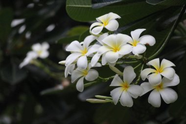 Kapatın Çiçek açan beyaz çiçeği, Frangipani