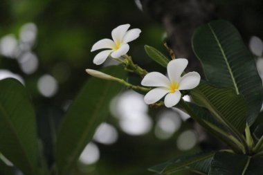 Çiçek açan beyaz çiçeği kapat, Frangipani Çiçeği