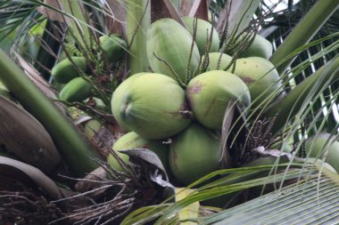 Hindistan cevizi ağacında taze hindistan cevizi meyvesi