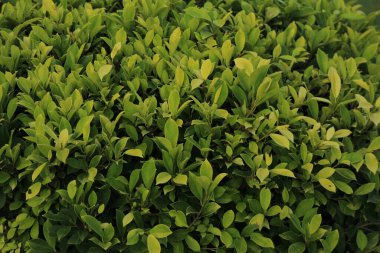 Ficus altissima (yüksek incir veya konsey ağacı) ya da Ficus microcarpa (Çin banyan) gibi bir tür Ficus 'a ait olabilir.). 