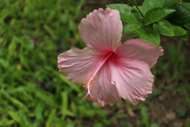 Baharda çiçek açan Hibiscus 'u kapatın