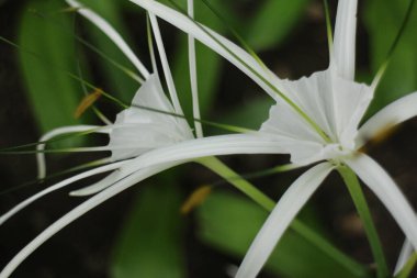Doğanın Güzelliği, Güzel Beyaz Çiçek, Crinum Lily, Pelerin Lily, Örümcek Lily, Zehirli Ampul