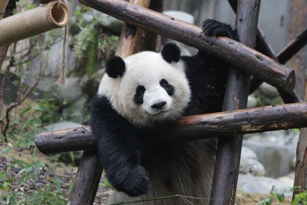中国成都熊猫基地苗苗毛熊猫的滑稽姿势 — 图库照片