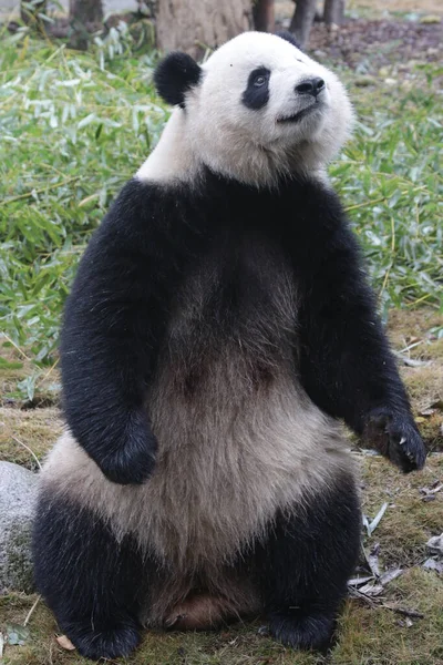 Fluffy Panda Στέκεται Για Πάρει Τις Λιχουδιές Chengdu Panda Βάση — Φωτογραφία Αρχείου