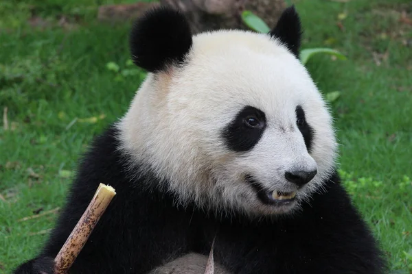 Çin 'deki Mutlu Panda' yı kapatın.