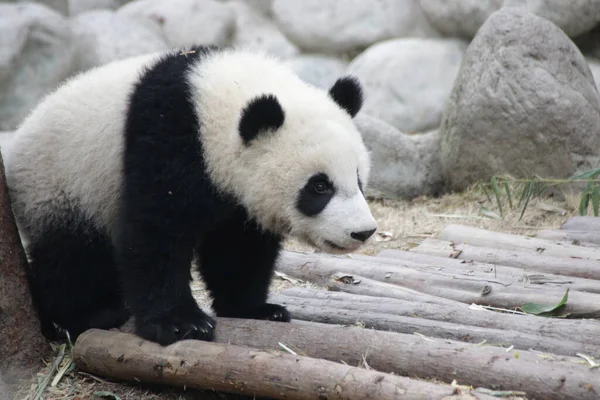 Chengdu Panda Üssü, Çin 'de küçük mutlu bir panda.