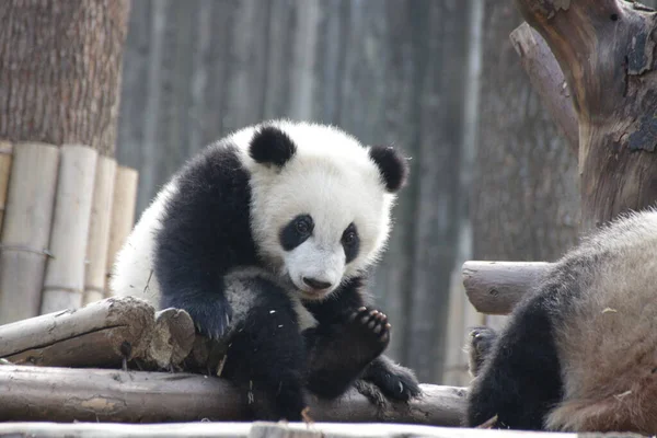 Chengdu Panda Üssü, Çin 'de küçük mutlu bir panda.