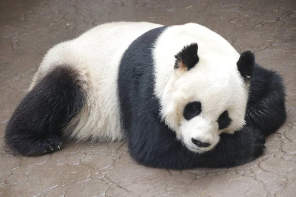 Beine Panda Name Dai — Stockfoto