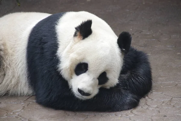 Piernas Nombre Del Panda Dai — Foto de Stock