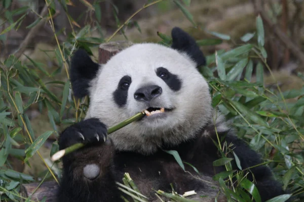 Chengdu Panda Üssü, Çin 'deki Küçük Panda