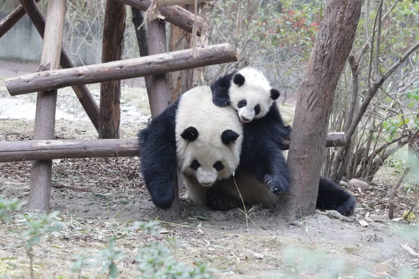 Panda Ana 'nın Değerli Anı ve Yavrusu, Chengdu Panda Üssü, Çin
