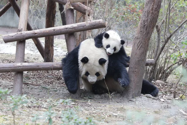 Precious Moment Mother Panda Her Cub Chengdu Panda Base China — Stock Photo, Image