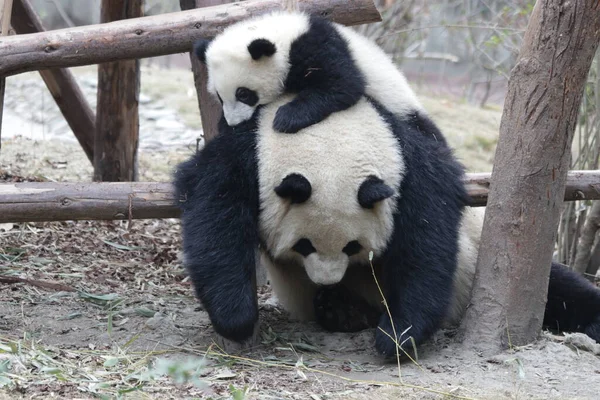 Momento Precioso Mãe Panda Seu Filhote Base Panda Chengdu China — Fotografia de Stock