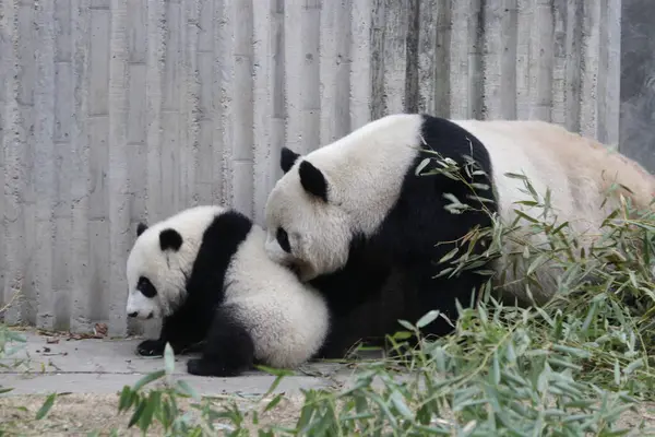 Moment Précieux Mère Panda Son Petit Base Chengdu Panda Chine — Photo