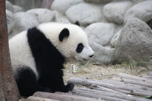 Chengdu Panda Üssü, Çin 'deki Küçük Panda