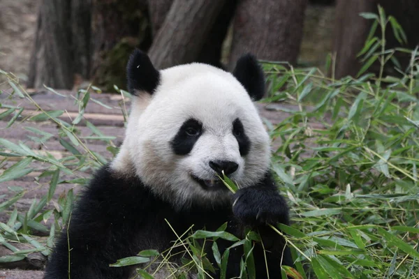 Mutlu Panda Bambu Yaprakları Yiyor, Chengdu Panda Üssü, Çin