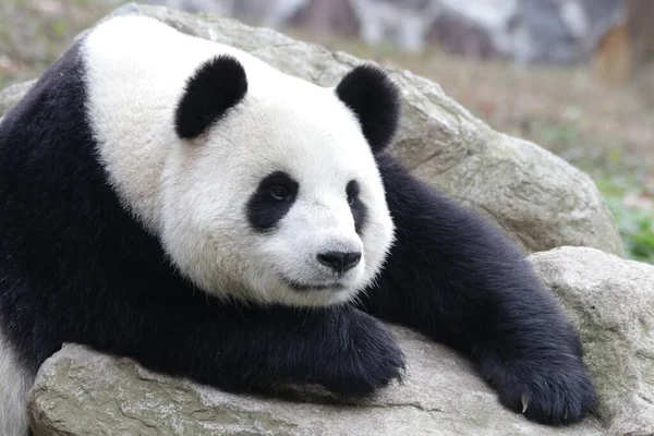 成都市熊猫大本营熊猫脸肖像近景 — 图库照片