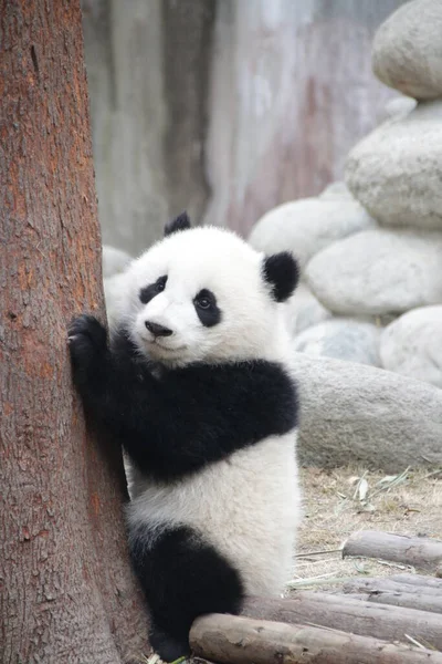 Little Baby Panda holding the tree, Chengdu Panda Base, China