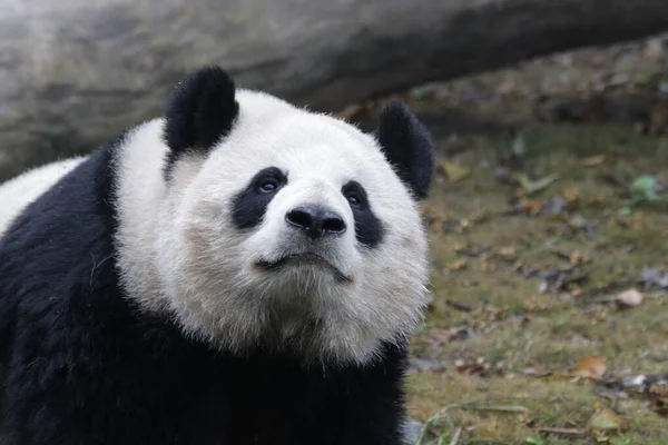Tæt Panda Fluffy Face Chengdu Panda Base Kina - Stock-foto