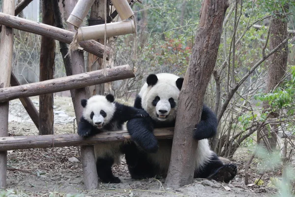 Precious Moment Mother Panda Nad Her Cub Chengdu Panda Base — Foto de Stock