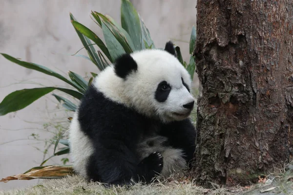 Little baby panda sitting by the Tree, Chengdu Panda Base, China