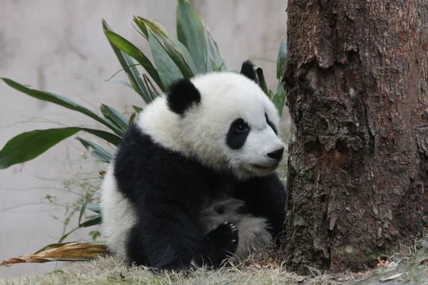 Malá Panda Sedící Stromu Základna Chengdu Panda Čína — Stock fotografie