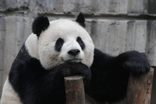 Close Fluffy Panda Spící Dřevě Klády Chengdu Panda Base Čína — Stock fotografie
