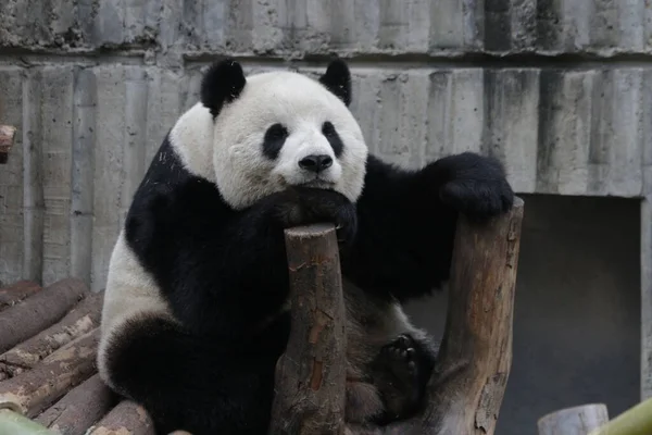 Close up Fluffy Panda Sleeping on the wood log, Chengdu Panda Base, China