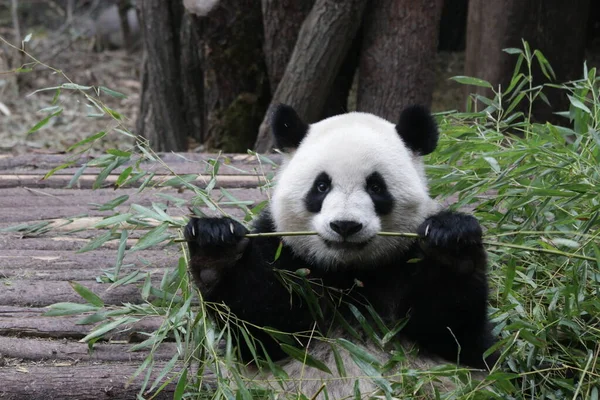 Mutlu Panda Yeme Bambu, Chengdu Panda Üssü, Çin