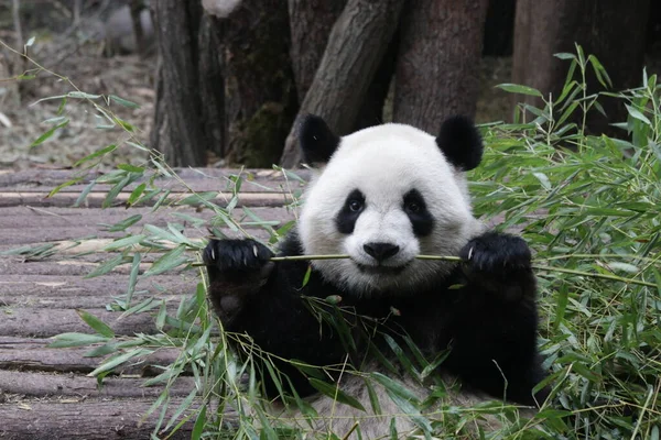 中国成都熊猫基地快乐熊猫吃竹子 — 图库照片