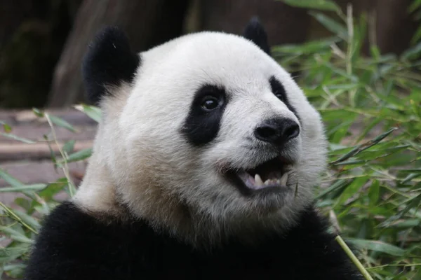 Mutlu Panda Yeme Bambu, Chengdu Panda Üssü, Çin