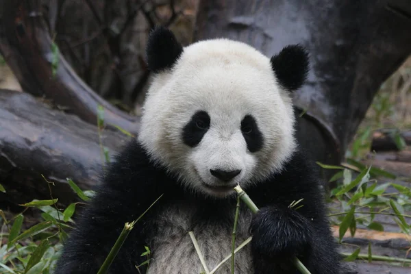 Happy Panda Jíst Bambus Chengdu Panda Base Čína — Stock fotografie