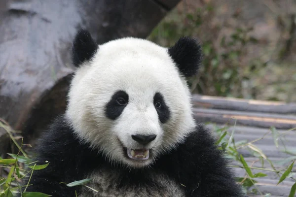 Chengdu Panda Üssü, Çin 'deki Küçük Panda