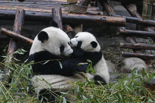 Precious Moment Mother Panda Her Cub Chengdu Panda Base — Stock Photo, Image