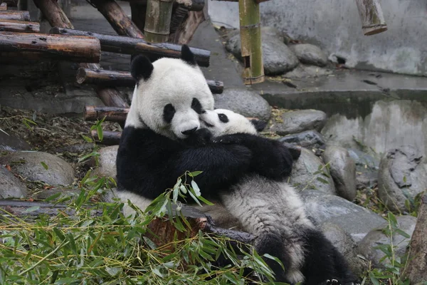 Precious Moment Mother Panda Her Cub Chengdu Panda Base — Stock Photo, Image