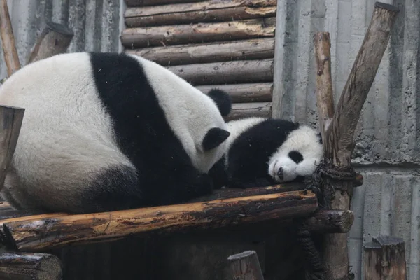 Moment Précieux Mère Panda Son Louveteau Chengdu Panda Base Chine — Photo