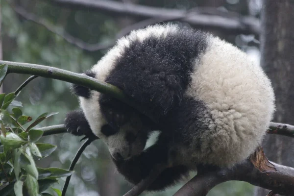 ツリー上の小さな眠そうなパンダの面白いポーズ 成都パンダ基地 — ストック写真