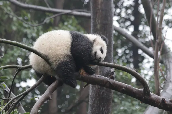 Vicces Pose Little Sleepy Panda Fán Chengdu Panda Bázis Kína — Stock Fotó