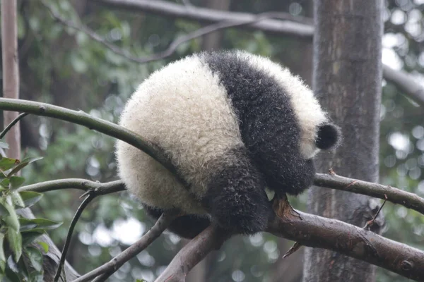 Vicces Pose Little Sleepy Panda Fán Chengdu Panda Bázis Kína — Stock Fotó